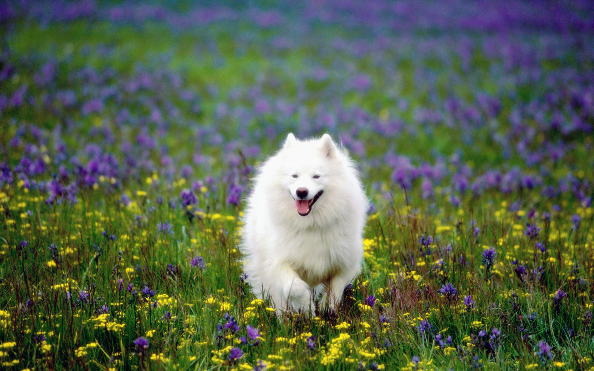 精选花田里奔跑的萨摩耶犬高清电脑桌面壁纸下载_动物壁纸_壁纸下载_