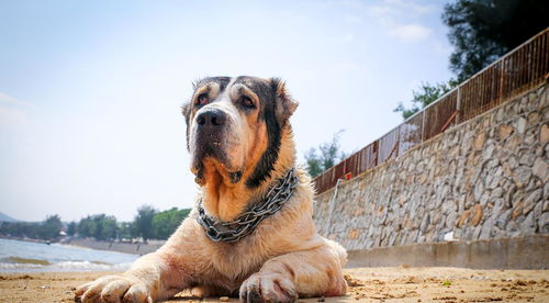 它是被称为野兽的猛犬,可与比特犬一战,胆小的人养不好这种犬