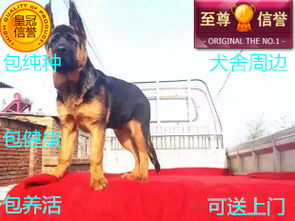 图 直销精品德国牧羊犬 机灵聪明悟性高包健康可上门交易 成都宠物狗