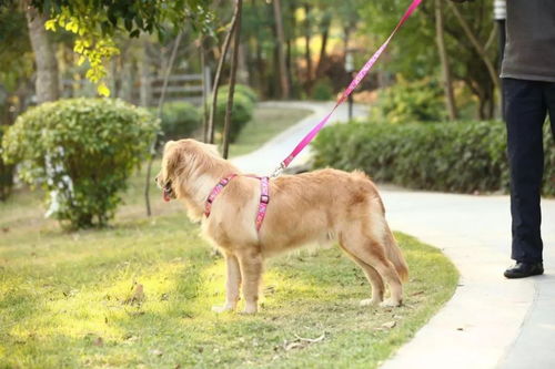 广东再出养犬新规 爱犬伤人,主人应将伤者送医并垫付费用