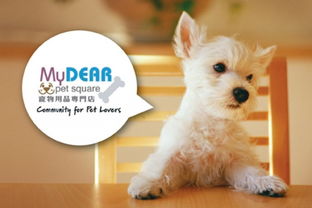 128 享 mydear pet square 宠物用品专门店的狗只美容及冲凉服务,为宝贝狗狗转迎新夏日 look 240 yahoo团购