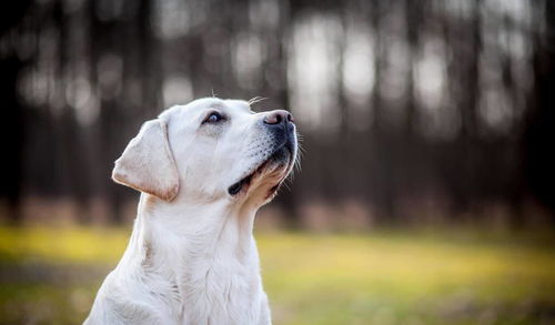 拉布拉多犬好养吗 看完它的优缺点,你就知道了