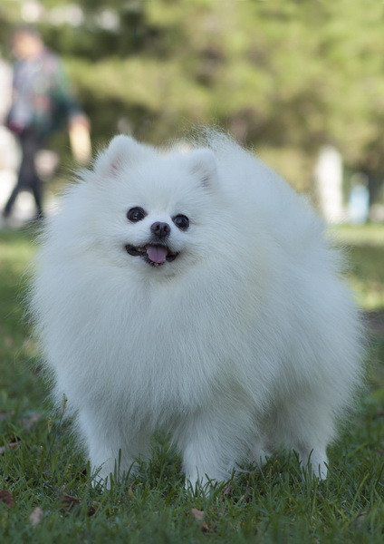 白色博美犬的图片